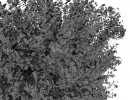 بوته گیاهان گلدار