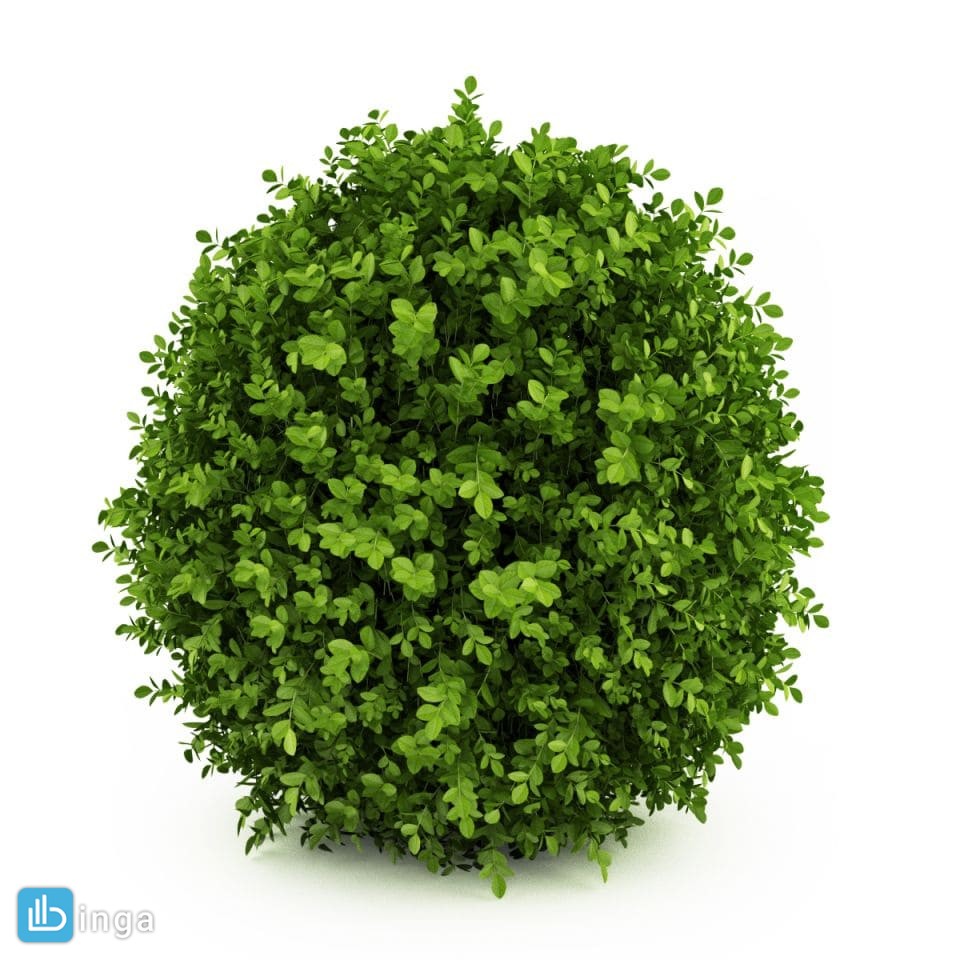گیاهان باغی