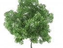 درخت بلوط