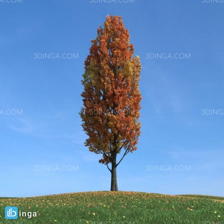 درخت در فصل پاییز
