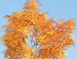 درخت Tilia