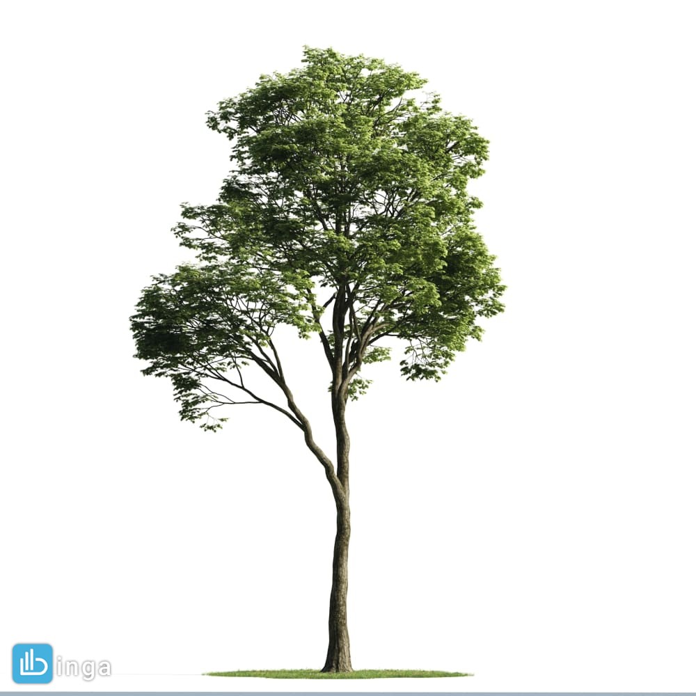 درخت بهاری
