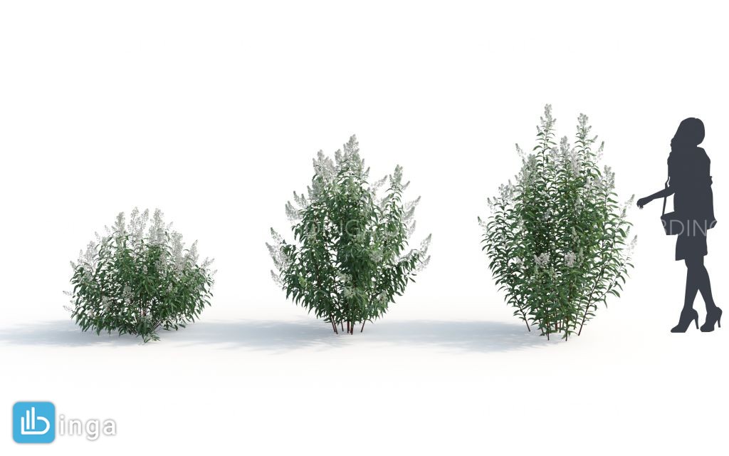 بوته گیاهان طبیعی