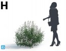 بوته گیاهان طبیعی
