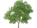 درخت سیب