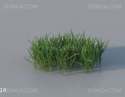 چمن اروپایی و آمریکای شمالی