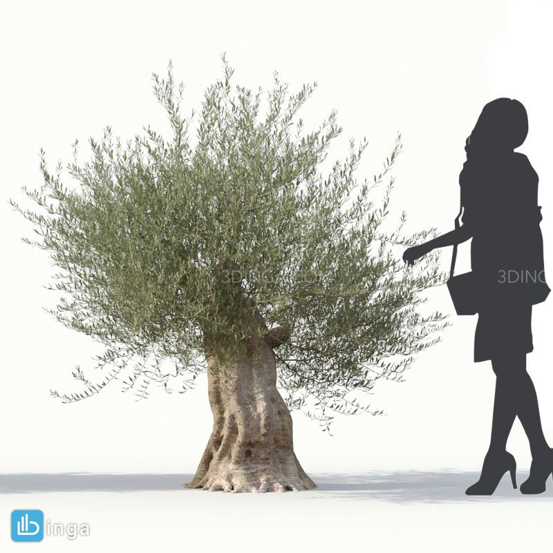 درخت زیتون