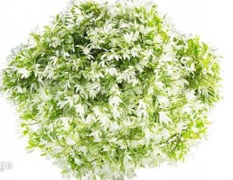 درختچه باغی بهاری