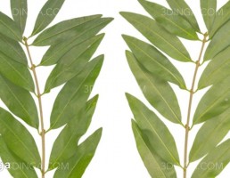 تکسچر شاخه متوسط