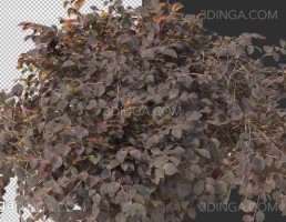 پرسوناژ انواع درختچه طبیعی