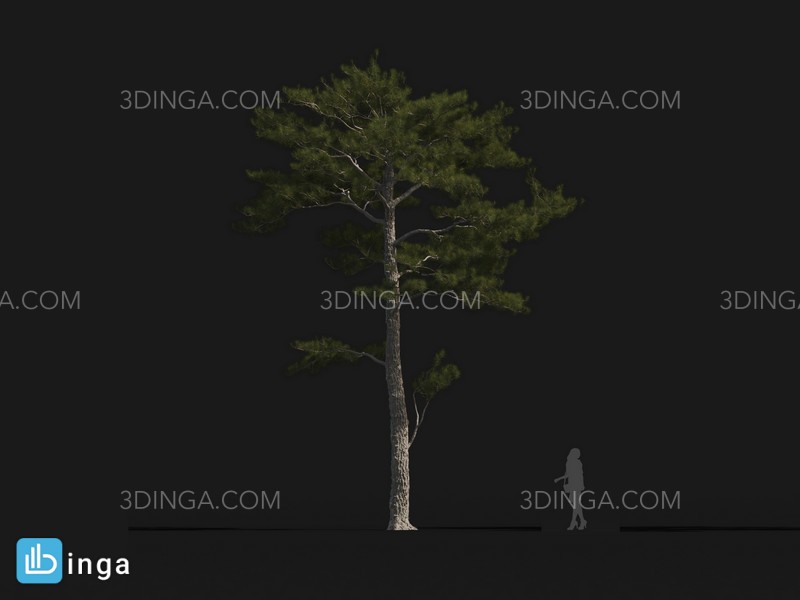درخت Pinus tabuliformis
