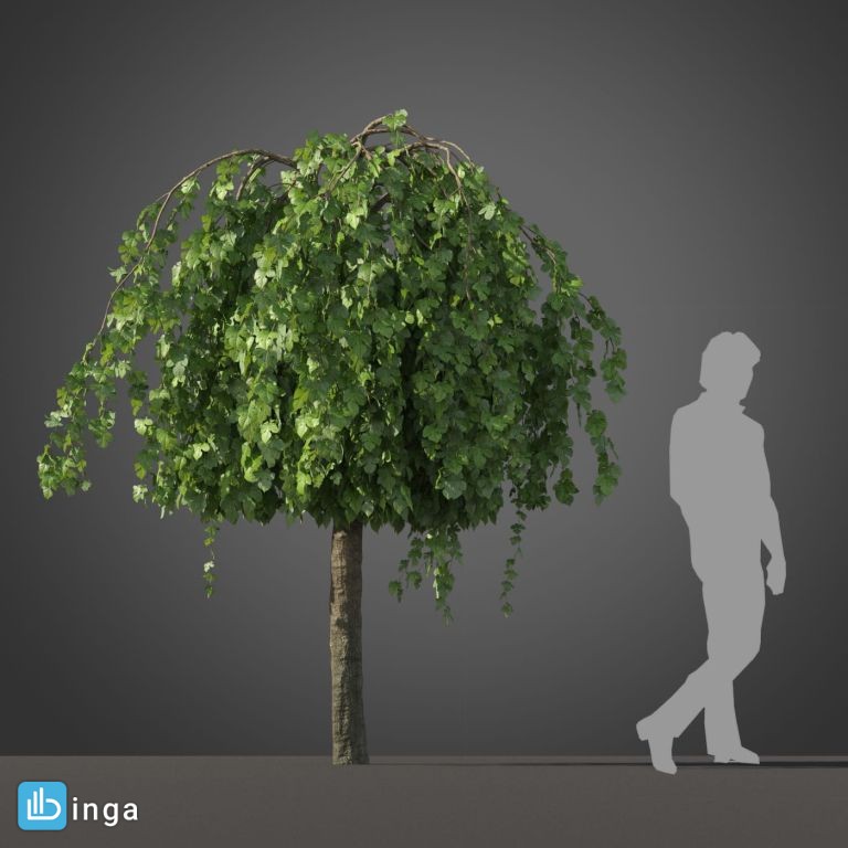 درخت نیمه گرمسیری