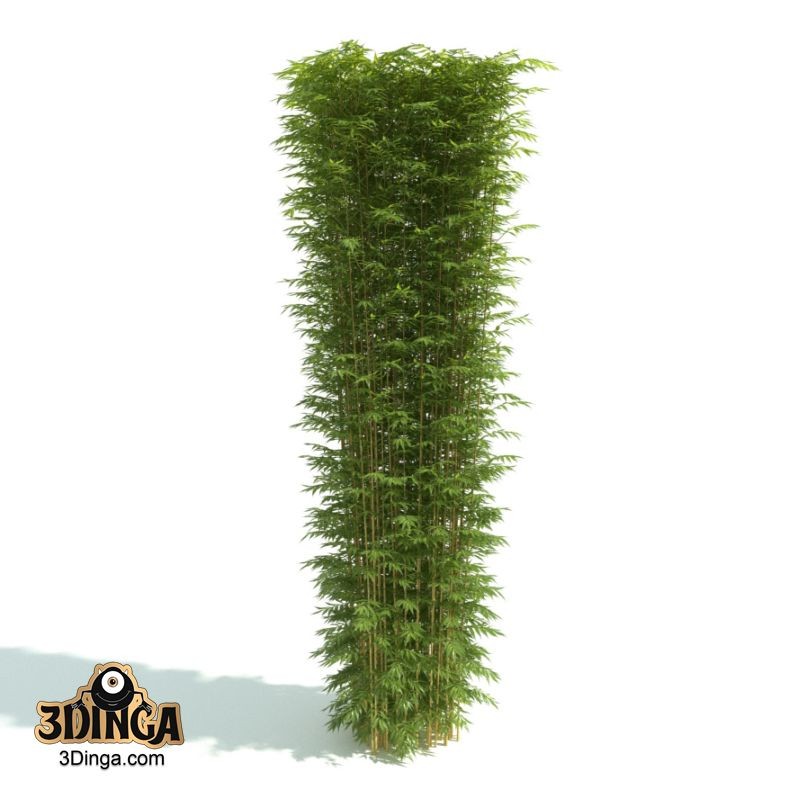 درخت پرچین