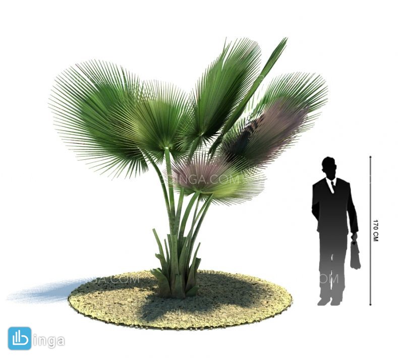 درخت نخل مناطق گرمسیری