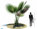 درخت نخل مناطق گرمسیری