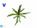 گل های آپارتمانی