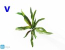 گل های آپارتمانی