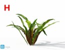 گل های آپارتمانی