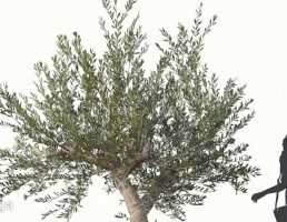 درختچه زیتون