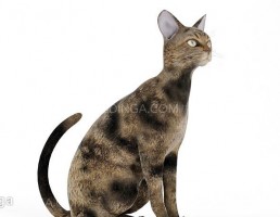 گربه نشسته