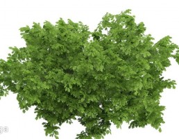 درخت کاتالپا
