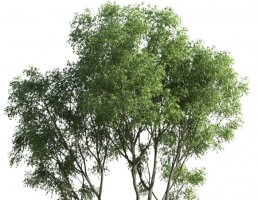 درخت