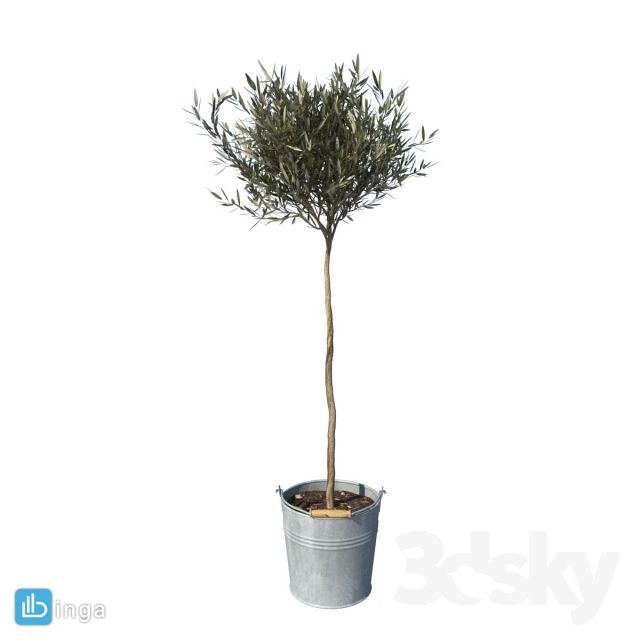 سطل + درختچه زیتون