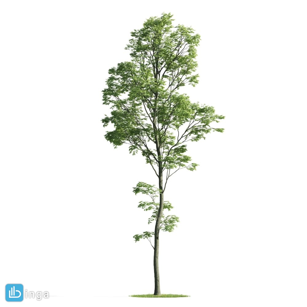 درخت صنوبر