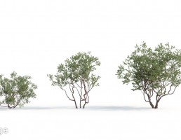 بوته گیاهان طبیعی