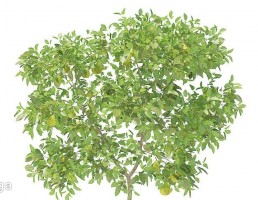 درخت گلابی