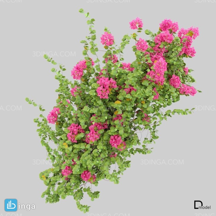 گیاهان تزیینی