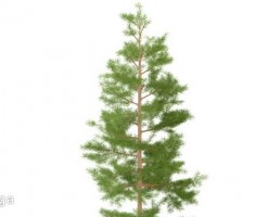 درخت کاج