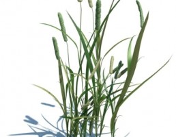 گیاه بهاری