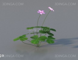 بوته گل اروپایی و آمریکای شمالی