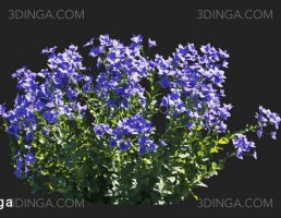 گل زنگوله‌ای چینی
