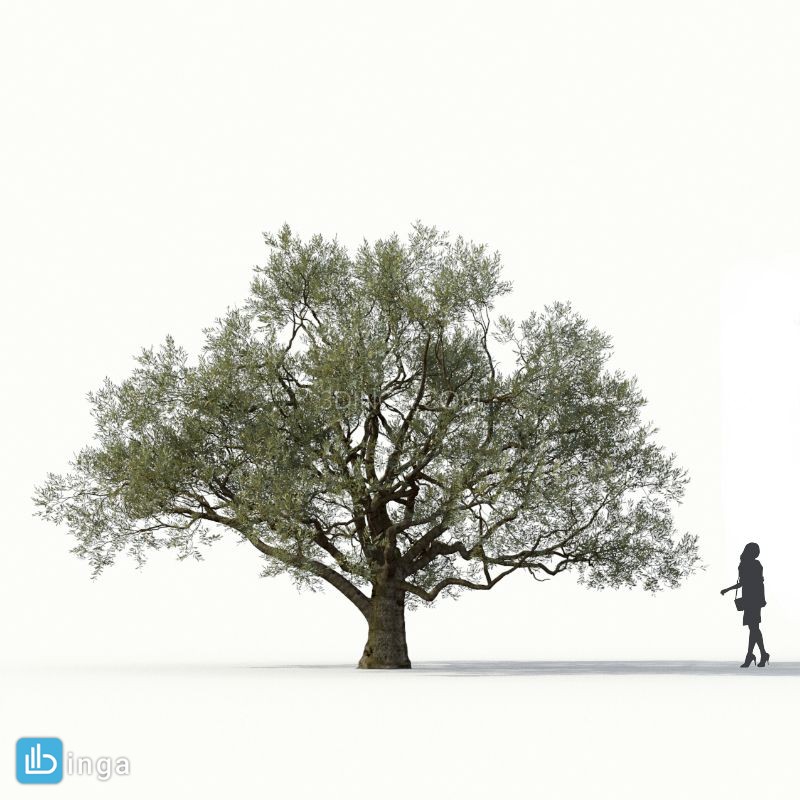 درخت زیتون