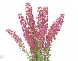 گیاهان وحشی