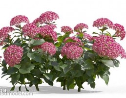 گل های باغی