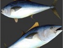 ماهی Atlantic tuna