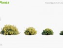 بوته باغی بهاری