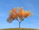 درخت در فصل پاییز