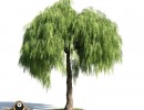 درخت Schinus molle