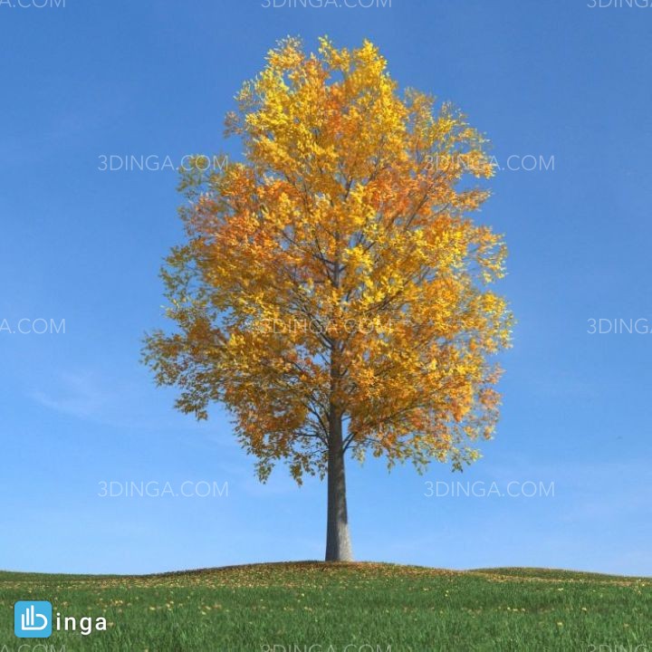 درخت در فصل پاییز