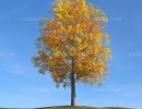 درخت در فصل پاییز