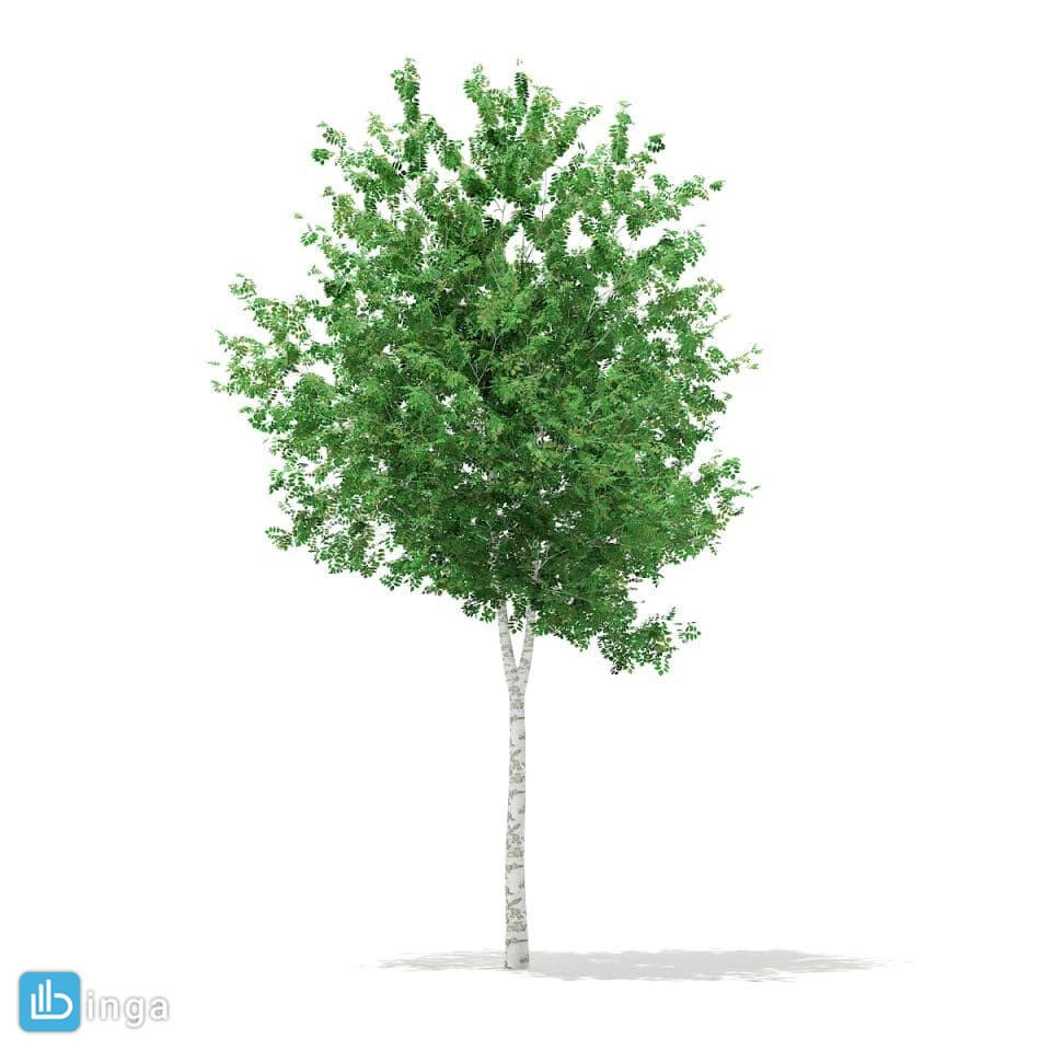 درخت صنوبر