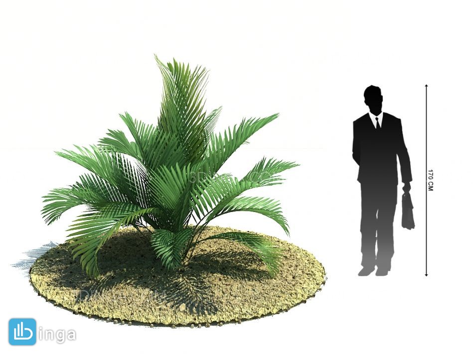 درخت نخل مناطق گرمسیری