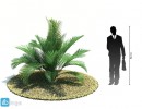 درخت نخل مناطق گرمسیری