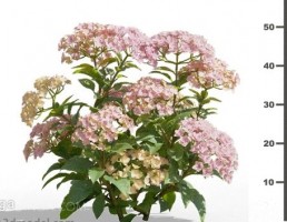 گل های باغی