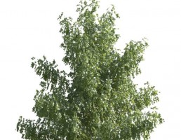 درخت