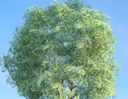 درخت Tilia